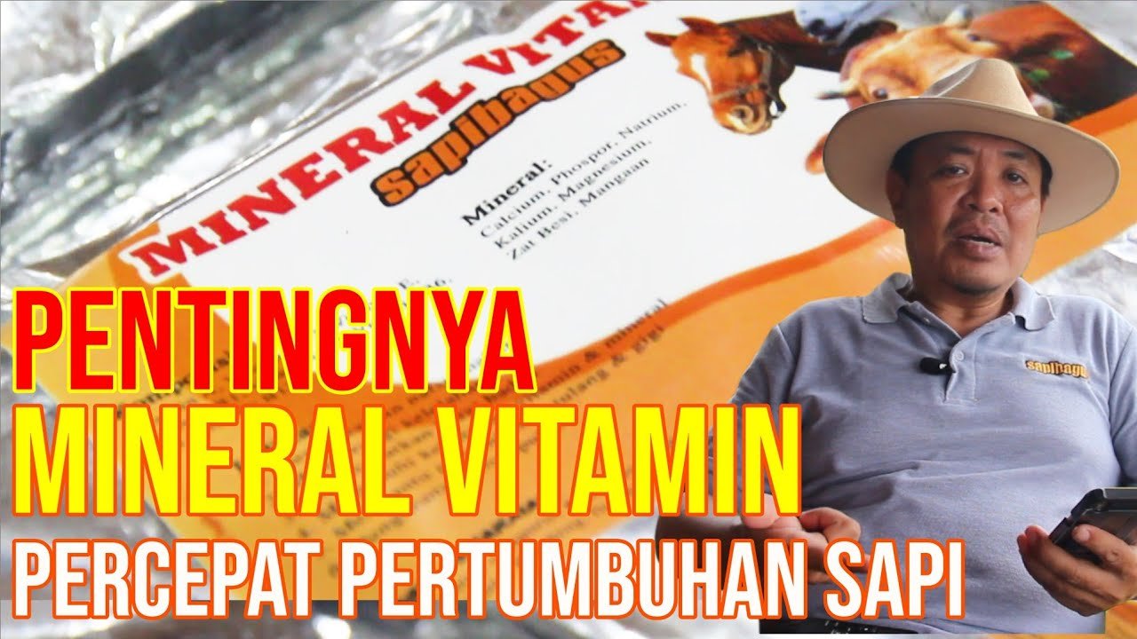 Pentingnya Mineral Vitamin Mempercepat Pertumbuhan Sapi.jpg